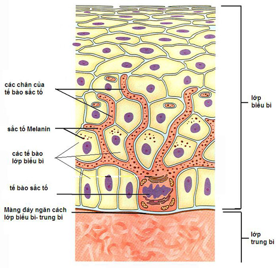 melanocytes