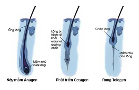 giai đoạn phát triển của lông